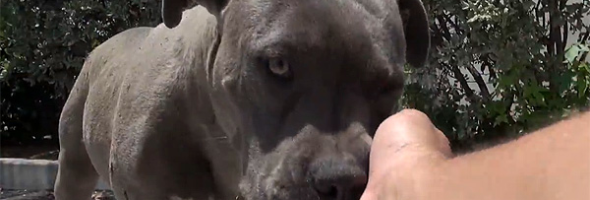 pitbull